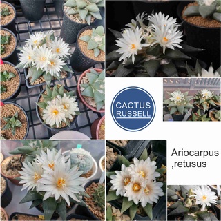 เมล็ด Ariocarpus retusus 50 เมล็ด