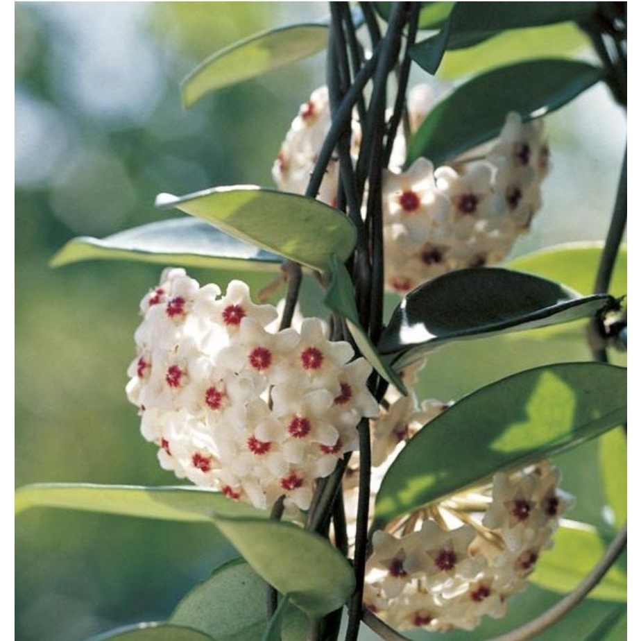 Apocyneceae Hoya carnosa Wax Plant กลิ่นหอมอ่อนๆ ดอกมีขน ดอกรูปดาว  กระถาง3นิ้ว