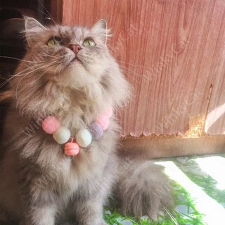 Winky wink 🐱ปลอกคอแมว ปอมปอมดอกไม้ สุดแสนน่ารัก ปลอกคอแมว ปลอกคอแมว ปลอกคอหมา ปลอกคอน่ารัก