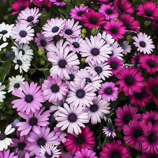 เมล็ดพันธุ์ เดซี่แอฟริกา คละสี 20 เมล็ด Mixed African Daisy (Osteospermum) เมล็ดพันธุ์แท้ นำเข้าจากต่างประเทศ โตไว