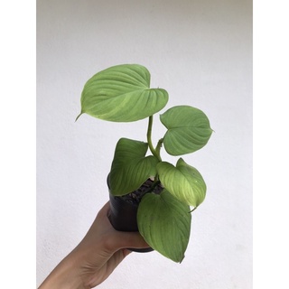 - Philodendron fibraecataphyllum (peru) -