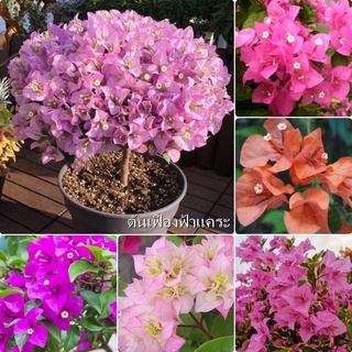 Ready Stock เมล็ด คุณภาพดี ราคาถูก ของแท้ 100% ต้นเฟื่องฟ้าแคระ (Bougainvillea Seed) บรรจุ 100 ชิ้น/แพ็ค ต้นไม้ประดับ