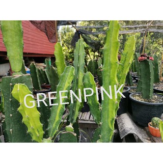 ตอสามเหลี่ยม​ด่าง ตัดสด จำนวน 1 ตอ Cactus แคคตัส กระบองเพชร ไม้อวบน้ำ ไม้กราฟ ราคาถูก​ ตอกราฟ ไม้ด่าง ตอสามเหลี่ยม