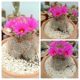 แมมลูกแมว กลูโซเวียน่า Mammillaria guelzowiana