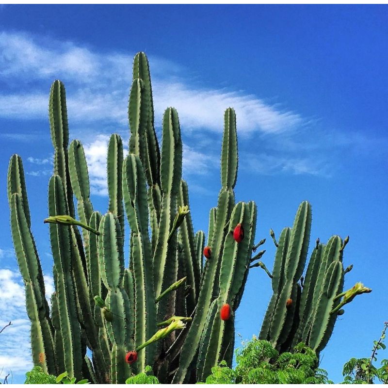 ต้นจามาคารู ทานผลได้ ไม้ลำ ประดับตกแต่ง (Cereus Jamacaru)🌵