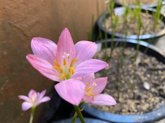 369ย.หัวดอกบัวดิน Hideko หัวละ 20 บาท - รูปที่ 4