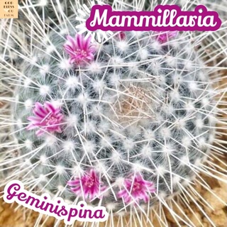 [แมมเข็มเงิน] Mammillaria Geminispina ส่งพร้อมกระถาง แคคตัส Cactus Succulent Haworthia Euphorbia ไม้หายาก พืชอวบน้ำ