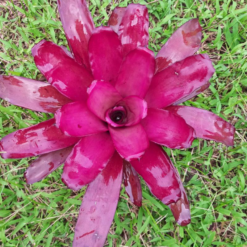 🍍สับปะรดสี🍍#นีโอเพอเพ้อสตาร์/ไม้แท้สีม่วงสวยงามสามารถโตได้อีกเยอะ/ส่งแบบถอดราก - รูปที่ 3