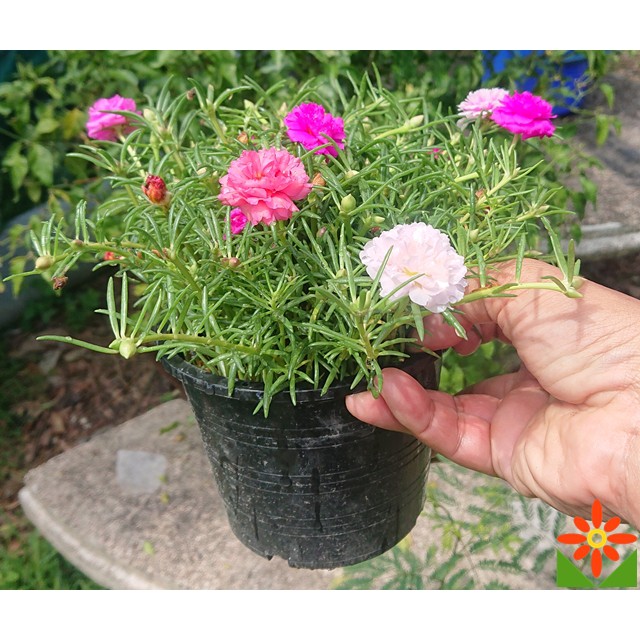 แพรเซี่ยงไฮ้ กระถาง 6นิ้ว แตกรากแล้วโอกาสรอดสูง ต้นแพรเซี่ยงไฮ้  แพรเซียงไฮ แพรเซี่ยงไฮ้