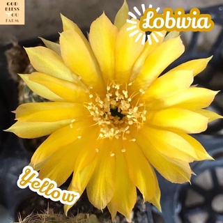 [โลบิเวียดอกเหลือง] Lobivia Yellow Flowerส่งพร้อมกระถาง แคคตัส Cactus Succulent Haworthia Euphorbia ไม้หายาก พืชอวบน้ำ