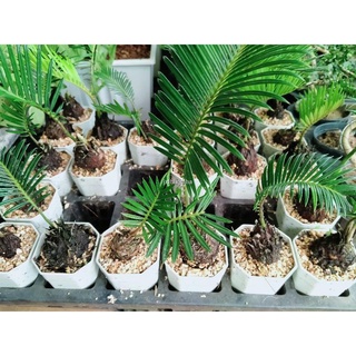 หัวหน่อ ต้นปรงญี่ปุ่น แคระ Cycas siamensis ต้นรอบลำต้นขนาด 25-30 ซม ส่งพร้อมกระถาง