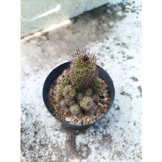 ต้นไม้Mammillaria Beneckei แคคตัส