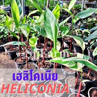 (1 ต้น)พร้อมจัดส่ง ต้นเฮลิโคเนียด่างลายฟลอริด้า Variegated heliconia ต้นธรรมรักษา ไม้ฟอกอากาศ คละความสูง/ต้น ส่งยกกระถาง