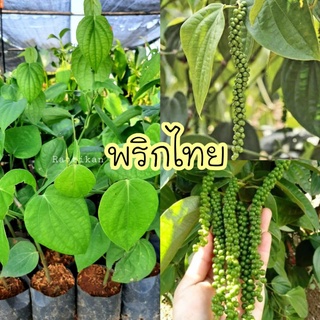 ต้นพริกไทย🌱ต้นสวยพร้อมส่ง จัดเป็นประเภทไม้เลื้อย(รับประกันสินค้าชำรุด)