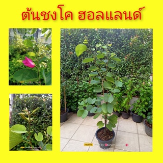 ต้นชงโค ชงโคฮอลแลนด์ สีชมพู ชงโค
