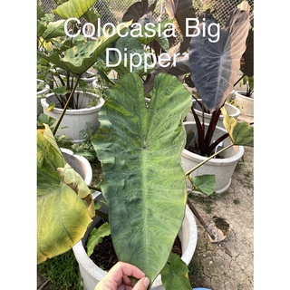 Colocasia bigdipper บอนทรงถ้วย บิ๊กดิปเปอร์