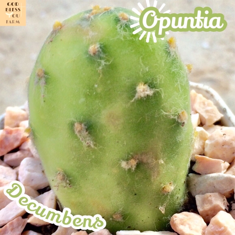 [โอพันเทียแตงโม] Opuntia Decumbens ส่งพร้อมกระถาง แคคตัส Cactus Succulent ไม้อวบน้ำ พืชอวบน้ำ หนาม โขด ทะเลทราย