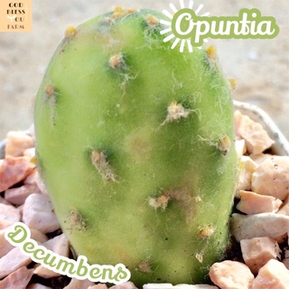 [โอพันเทียแตงโม] Opuntia Decumbens ส่งพร้อมกระถาง แคคตัส Cactus Succulent ไม้อวบน้ำ พืชอวบน้ำ ไม้หนาม ไม้โขด ไม้ทะเลทราย