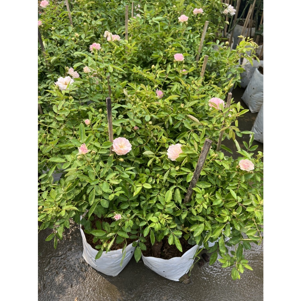 ต้นกุหลาบ ซัมเมอร์สโนว์ กระถาง 5-6 นิ้ว – Summer Snow Rose