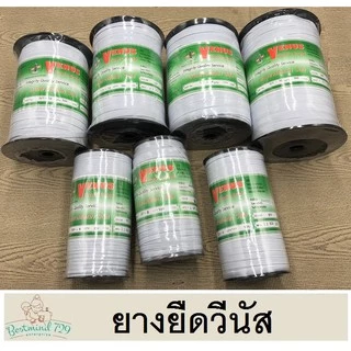 ยางยืด ยางยืดวีนัส ยางวีนัส vinus ม้วนใหญ่