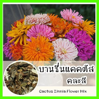 พร้อมส่ง ❗ รหัส 108 เมล็ดพันธุ์ OP แท้   บานชื่นแคคตัส คละสี - Cactus zinnia flower Mix เมล็ดดอกไม้ พันธุ์ดอกไม้