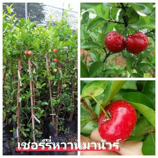 🍒เชอร์รี่หวานพันธุ์มานัว