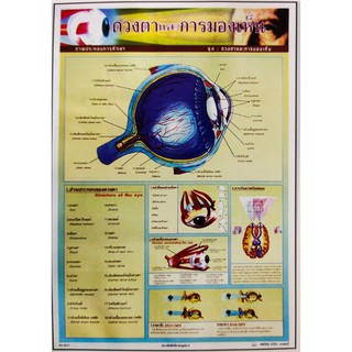 โปสเตอร์ ดวงตาและการมองเห็น โปสเตอร์ภาพประกอบการศึกษา โปสเตอร์สื่อการเรียนรู้ โปสเตอร์กระดาษ No.6021