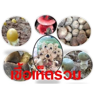 ต้นยางนา ต้นยางนาใส่เชื้อเห็ด สูง 30เซน ใส่เชื้อเห็ดระโงก เห็ดตับเต่า เห็ดโคน เห็ดเผาะ หากเสียหายเครมฟรี