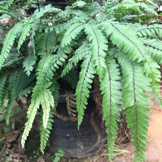 เฟินก้านดำ ใบร่ม🌿 Giant Maidenhair Fern [กระถาง8นิ้ว]