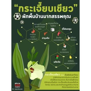 เมล็ดพันธุ์ กระเจี๊ยบ กระเจี๊ยบเขียว คิงส์ สตาร์ 120เมล็ด ศรแดง