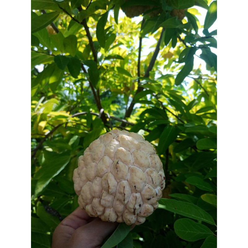 เมล็ดพันธุ์น้อยหน่าสีทอง(30เมล็ด)