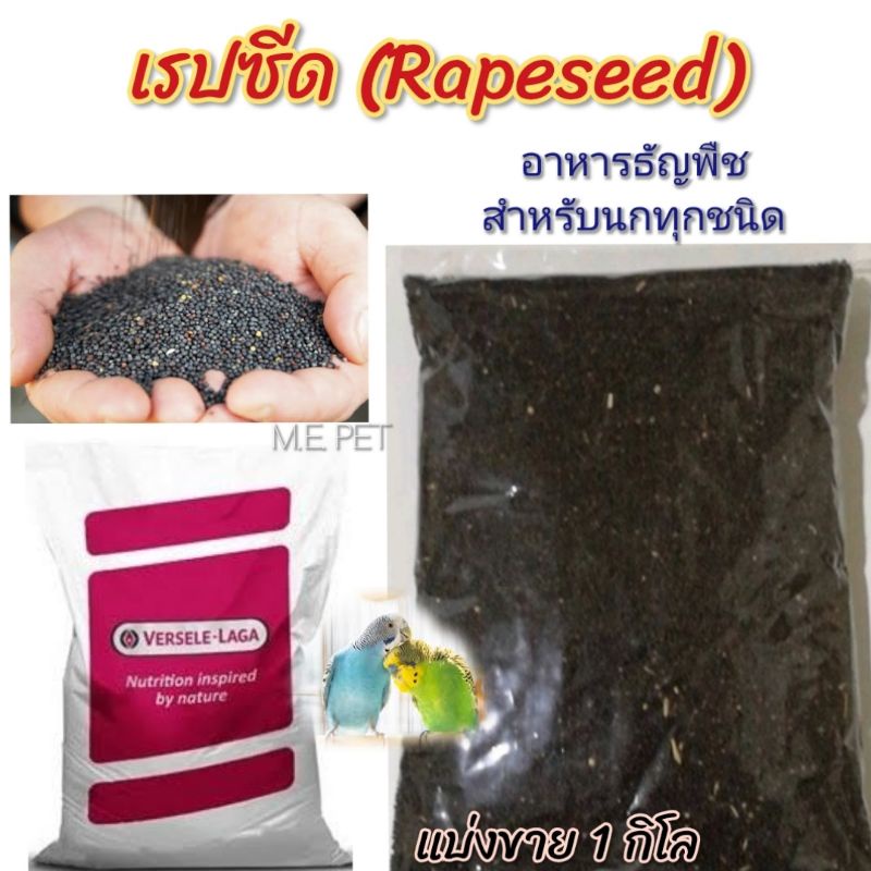 เรปซีด (Rapeseed) อาหารนก ธัญพืชสำหรับนกทุกชนิด (500g/1kg)