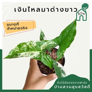 เงินไหลมาด่างขาว มาในกระถางพร้อมตั้ง Syngonium Phodophyllum Variagated