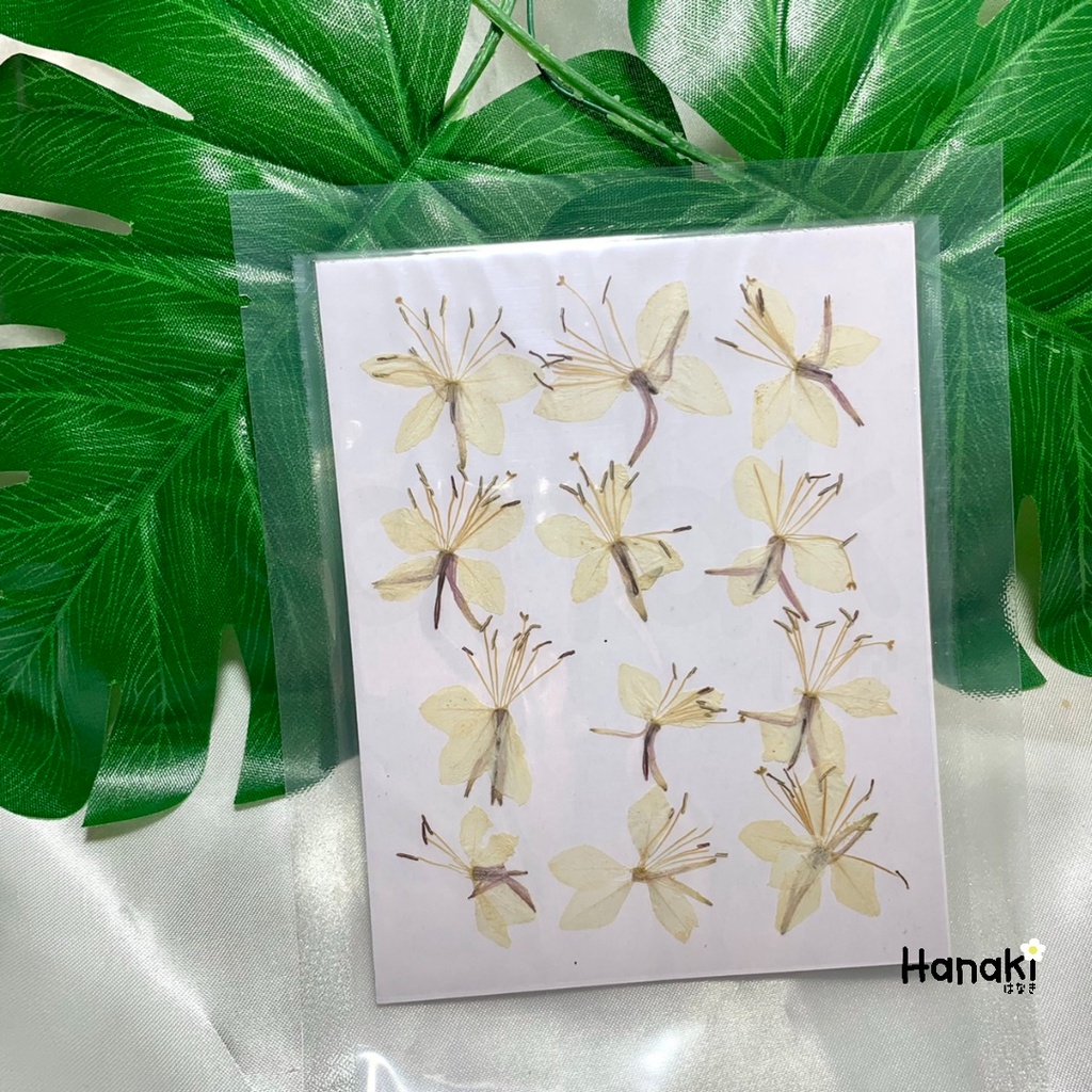【พร้อมส่ง】ดอกผีเสื้อทับ  ดอกไม้จริงทับแห้ง ดอกไม้ทับแห้ง  Pressed Flowers – โปรปัง