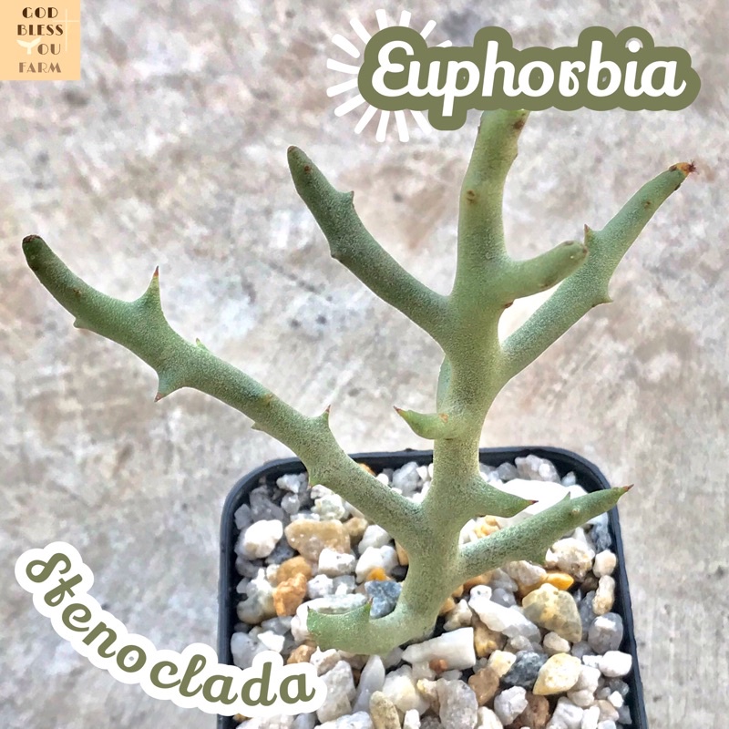 [ยูโฟเบียเขากวาง] Euphorbia Stenoclada ส่งพร้อมกระถาง แคคตัส Cactus Succulent ไม้อวบน้ำ พืชอวบน้ำ หนาม โขด