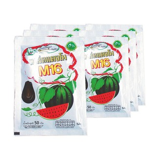 เอ็ม16 เมล็ดแตงโมอบ ขนาด 50 กรัม แพ็ค x 6 ซอง M16 Roasted Watermelon Seeds, 50 grams, pack x 6 sachets