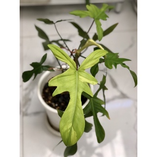 Philodendron Florida ghost mint