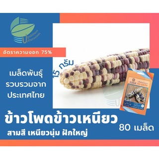 ข้าวโพดข้าวเหนียว ไตรรงค์ (Waxy Corn)