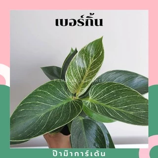 ต้นฟิโลเดนดรอน เบอร์กิ้น (Philodendron Birkin) ต้นใหญ่ สวย
