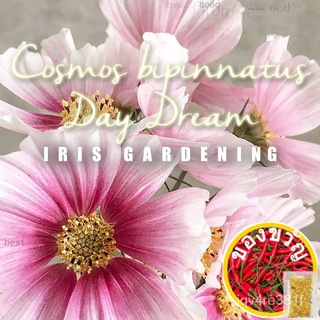 Biji Benih Bunga Cosmos Flower Seeds Bipinnatus Day Dreamed (15 flower seeds) เสื้อเชิ้ตสวน Sibo Chrysanthemum Iris/พาสต