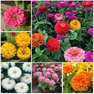 （อัตราการปลูกสูง）200pcs ดอกบานชื่น Zinnia Flower Seeds Four Seasons  Ascend Flowering Plants Seeds  บอนไซ Blossom Plants