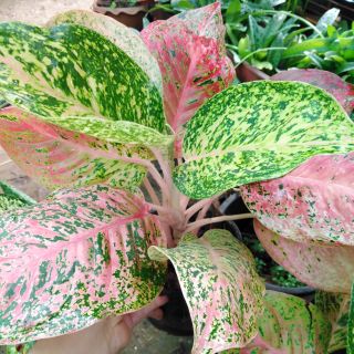 อโกลนีมา หลักทรัพย์​ Aglaonema ไม้มงคล​ ราชาไม้ใบ