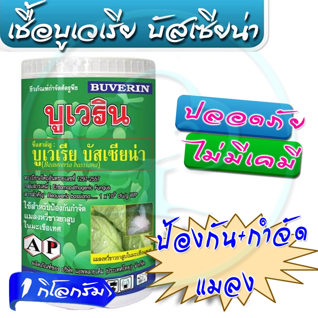 บูเวเรีย บัสเซียน่า 1กิโลกรัม ชีวภัณฑ์ กำจัดแมลง ออร์แกนิค บูเวริน บิวเวอเรีย Beauveria bassiana