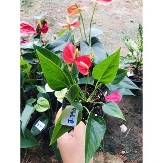 ดอกหน้าวัวแคละ สีชมพู