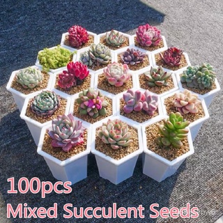 ถูก ใหม่ สายพันธุ์จัดส่งในพื้นที่ 50 เมล็ด Mixed Succulent Seeds เมล็ดบอนสี ไม้ดอกไม้ปะดับ บอลสีแปลกๆ บอนสีสวยๆ หัวบอ CI