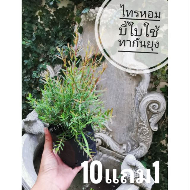 ไทรหอม​ บี้ใบใช้ทากันยุง​ ต้นไม้ไล่ยุง ไม้ประดับ​ สมุนไพร​ ต้นไม้ ฟอกอากาศ สวน จัดสวน แต่งบ้าน แต่งสวน จัดสวน สวนครั