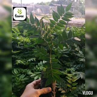 ต้นพยุงไหหลำ​ สูง​ 15-20​ ซม.​ กล้าไม้​ป่าไม้​เศรษฐกิจ​