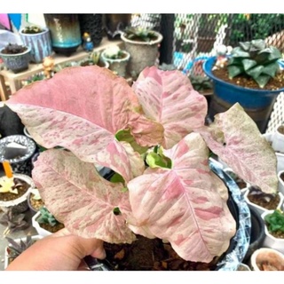 syngonium pink spot 🌱ต้นออมชมพูด่าง