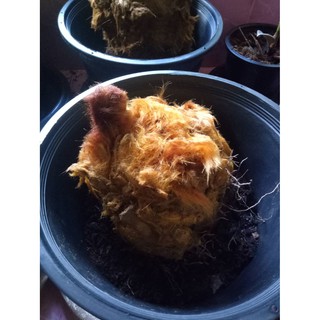 ว่านลูกไก่ทองขนาดใหญ่(รอบหัว40cm) ส่งเฉพาะหัวพันธ์ ลำต้นเป็นเหง้าปกคลุมด้วยขนสีทอง ไม้มงคล หัวพันธ์ ว่านไก่ทอง