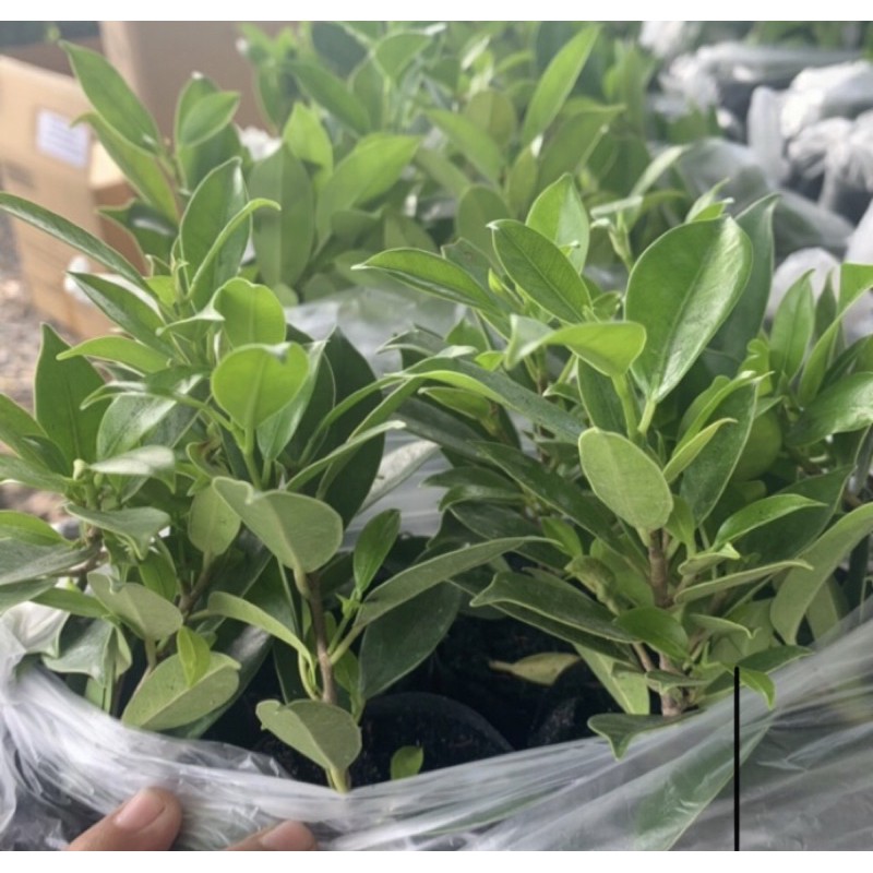 ต้นไทรเกาหลี (20ฟรี 2) ชั้นต่ำ 4 ต้น สนหอม ชาดัด พุตศุภโชค  10-30 ซม. อ่านรายละเอียดก่อนสั่งค่ะ